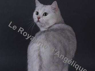 Chat Adulte De 7 Ans British Shorthair Femelle Black Silver Shaded A Placer Petite Annonce Chat