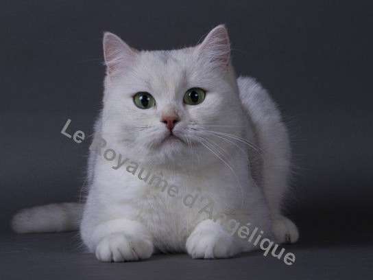 Chat Adulte De 7 Ans British Shorthair Femelle Black Silver Shaded A Placer Petite Annonce Chat Chat Adulte De 7 Ans British Shorthair Femelle Black Silver Shaded A Placer Petite Annonce Chat