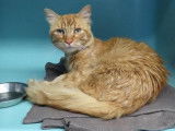 Chat adulte mâle de 3 ans au pelage cream tabby à donner