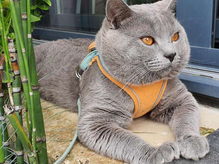 Étalon Chartreux LOOF pour saillie