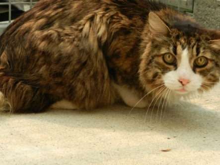 Chat Europeen Tigre Et Blanc A Placer Petite Annonce Chat