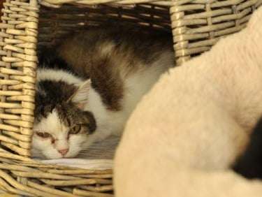 Chatte tigrée et blanche à placer