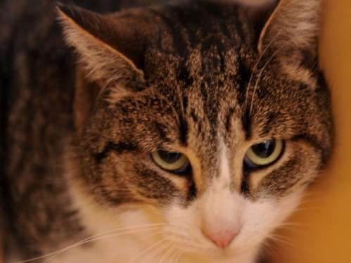 Chat tigré et blanc à placer