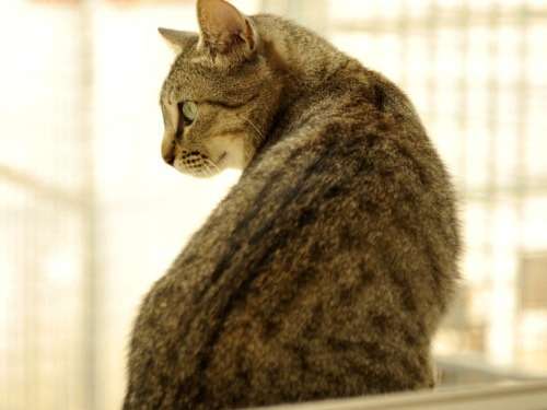 Chatte brown tabby née en 2018 à placer