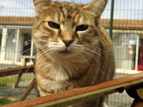 Chatte tigrée à placer