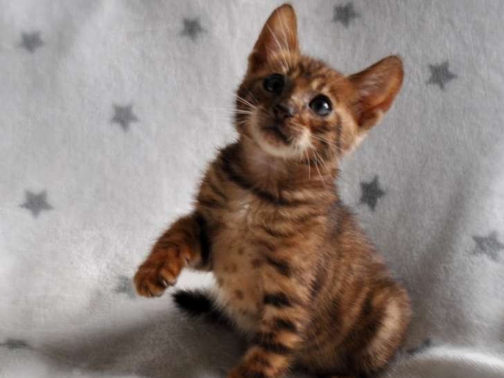 Chatons Toyger A Vendre Petite Annonce Chat