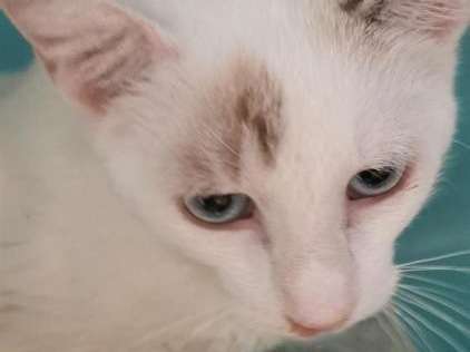 Accueil d’un chaton mâle au pelage blanc