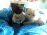 3 chatons British Shorthair à vendre (3 Mâles)
