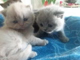 3 chatons British Shorthair à vendre (3 Mâles)