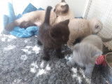 3 chatons British Shorthair à vendre (3 Mâles)
