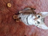 Chaton Toyger disponible à la reservation