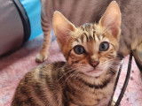 Chaton Toyger disponible à la reservation