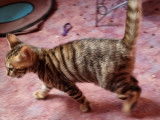 Chaton Toyger disponible à la reservation