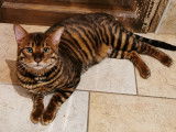 Chaton Toyger disponible à la reservation