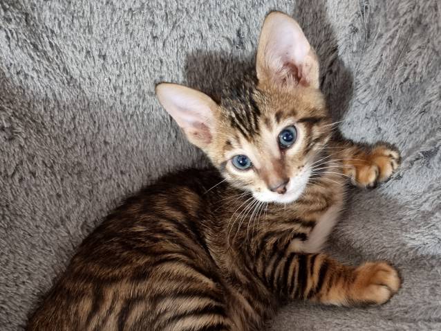 Chaton Toyger Disponible A La Reservation Petite Annonce Chat