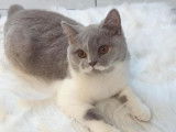 Femelle British Shorthair de 2 ans - JEUNE Retraitée