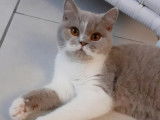 Femelle British Shorthair de 2 ans - JEUNE Retraitée
