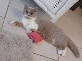 Femelle British Shorthair de 2 ans - JEUNE Retraitée