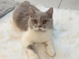 Femelle British Shorthair de 2 ans - JEUNE Retraitée