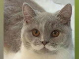 Femelle British Shorthair de 2 ans - JEUNE Retraitée