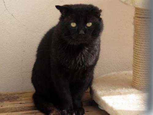 Chat mâle noir de 8 ans disponible pour adoption