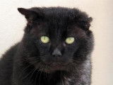 Chat m&acirc;le noir de 8 ans disponible pour adoption