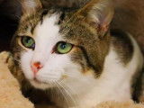 Adoption d’un chat mâle brown mackerel tabby et blanc âgé de 2 ans