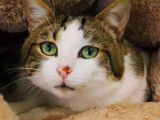 Adoption d’un chat mâle brown mackerel tabby et blanc âgé de 2 ans