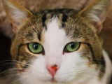 Adoption d’un chat mâle brown mackerel tabby et blanc âgé de 2 ans