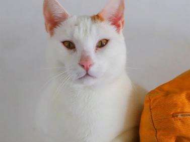 Adoption d’un chat mâle blanc âgé de 3 ans
