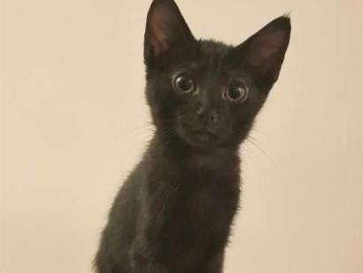 Chaton mâle noir, à adopter