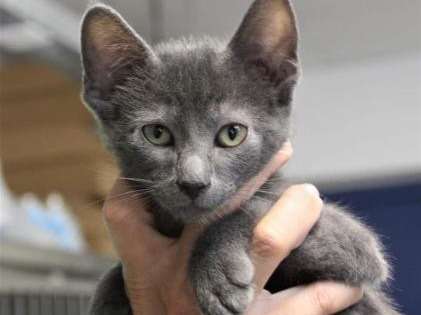 Adoption d’un chaton mâle bleu