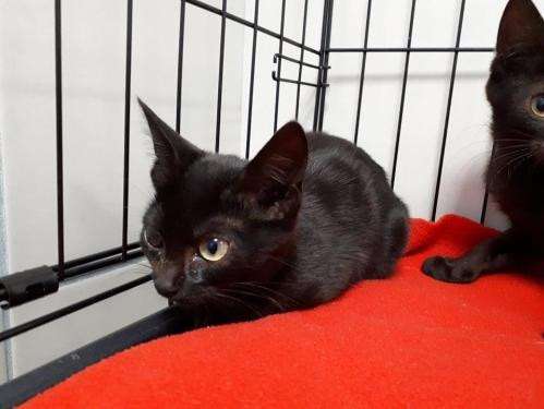 Une chatonne noire (née en juillet 2021) en attente d’adoption cherche le bonheur