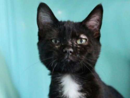 Jeune chat robe noire et blanche disponible à l'adoption