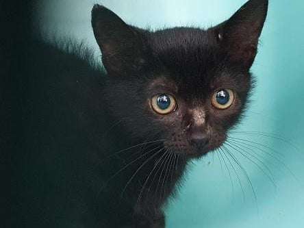 À adopter : un chaton mâle noir né en juillet 2021