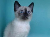 Une chatonne Siamois seal point, née en juillet 2021, cherche famille