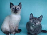 Une chatonne Siamois seal point, née en juillet 2021, cherche famille