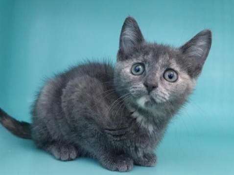 Une chatonne bleue, née en juillet 2021, cherche un foyer