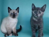 Une chatonne bleue, née en juillet 2021, cherche un foyer