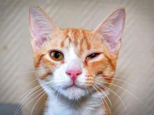 Un chaton mâle roux et blanc, né en mai 2021, cherche foyer