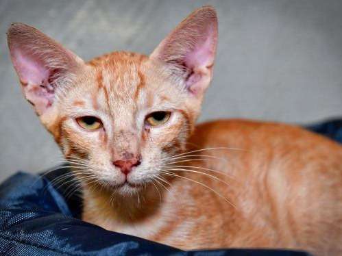 Disponible à l'adoption : un chaton mâle roux né en avril 2021