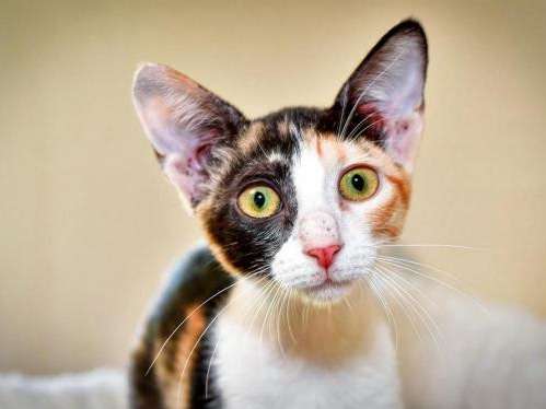 À adopter : une chatonne tricolore, née en avril 2021