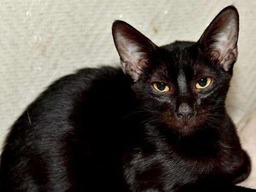 Un chaton mâle noir né en avril 2021, cherche une famille
