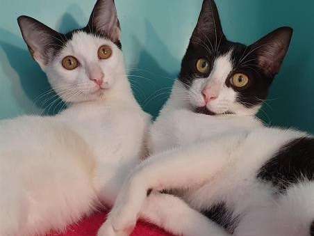 2 chatons mâles bicolores noirs et blancs nés en avril 2021 à adopter ensemble