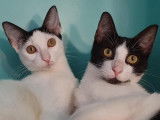 2 chatons mâles bicolores noirs et blancs nés en avril 2021 à adopter ensemble