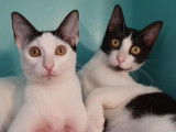 2 chatons mâles bicolores noirs et blancs nés en avril 2021 à adopter ensemble