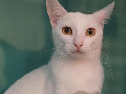 Une chatonne blanche née en mars 2021 à donner