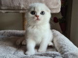 Chatons Scottish Fold/Straight &agrave; vendre