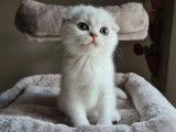 Chatons Scottish Fold/Straight &agrave; vendre