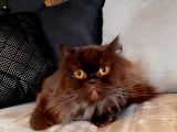 Femelle British Longhair à vendre